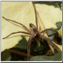 Pisaura mirabilis - Listspinne 02.jpg